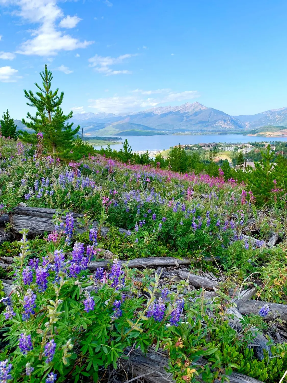 Purple lupine wildflowers in a mountain meadow with the Rockies behind